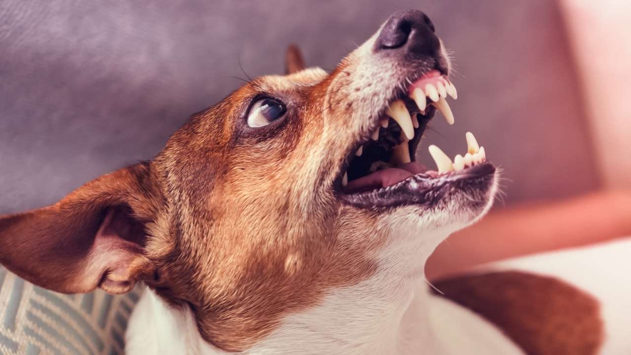Denver Dog Bite Attorney